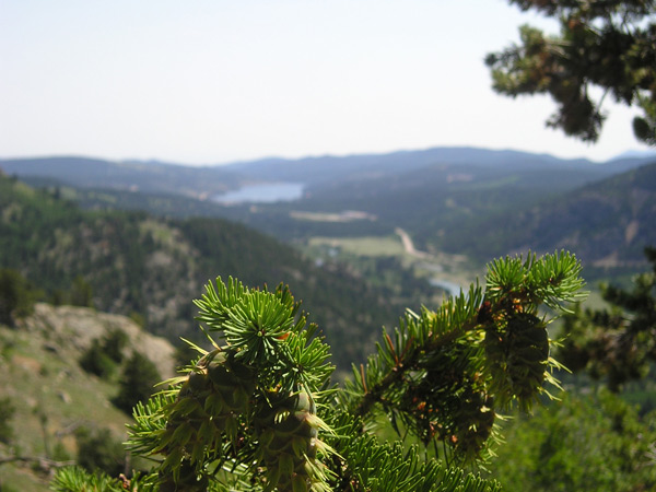 Conifer on mountain